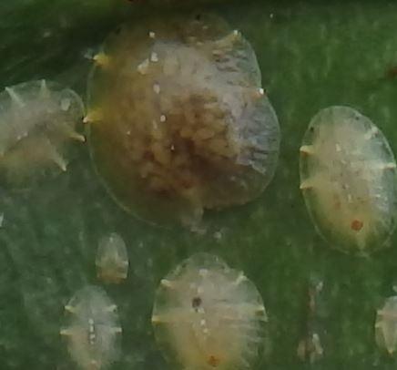 Coccus celatus